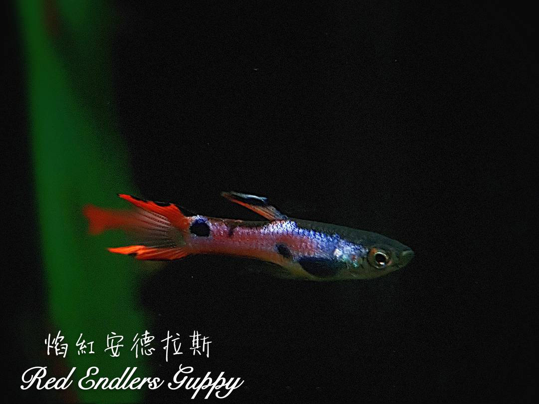 观赏鱼热带鱼品种,热带鱼品种太多认不清