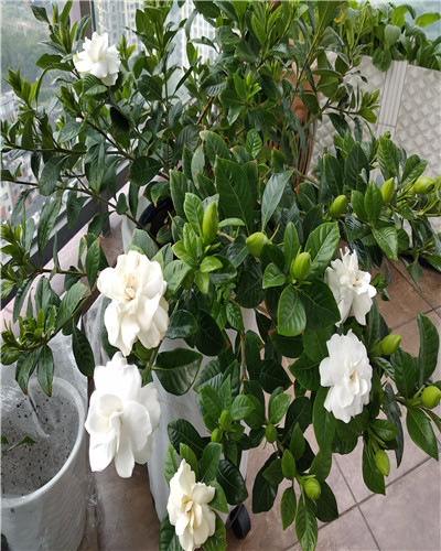 栀子花叶子发黄倒营养液可以吗,栀子花叶子发黄浇点白醋可以吗