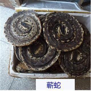 蕲蛇的独特治疗功效,每一味中药背后都有一个美丽传说