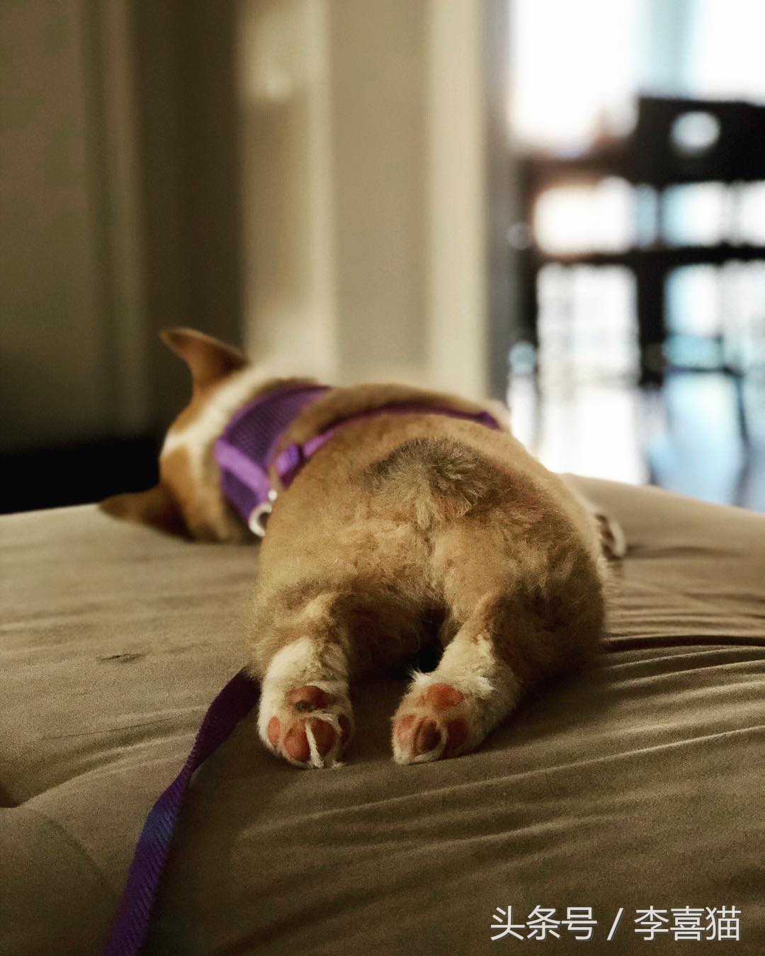 柯基最好笑的4个行为,柯基小短腿的烦恼