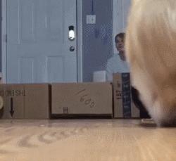 柯基最好笑的4个行为,柯基小短腿的烦恼