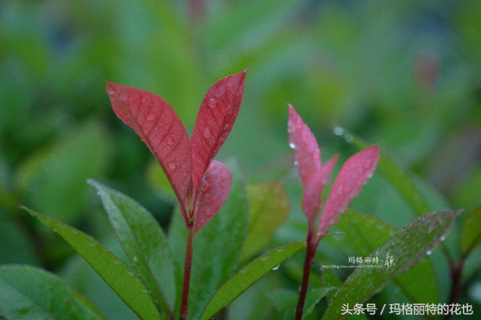 石楠花的气味是怎样的,石楠花的味道和什么植物差不多