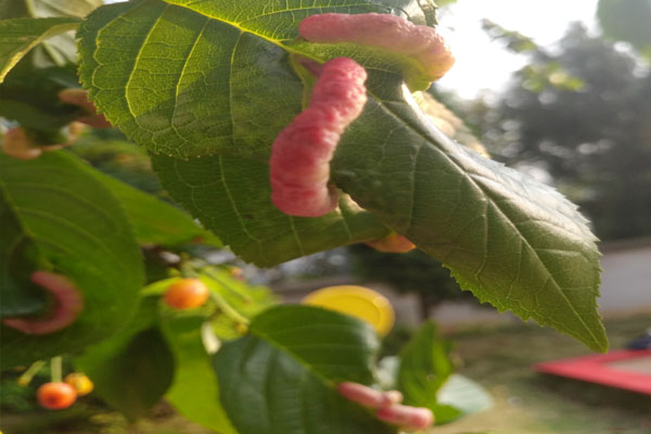 樱桃上的粉色小虫是什么虫,樱桃叶子上长虫