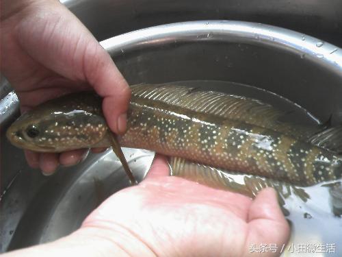 农村河里长的跟鲨鱼一样的鱼,河里像泥鳅有黑色斑点的鱼