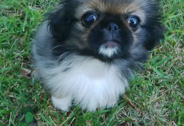 刚出生的小狗多长时间打疫苗驱虫,打完疫苗多久可以驱虫小狗