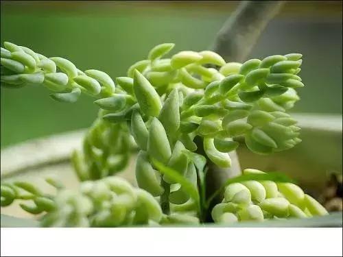 小孩手掌肿胀半夜疼严重,孩子有一只手背肿了