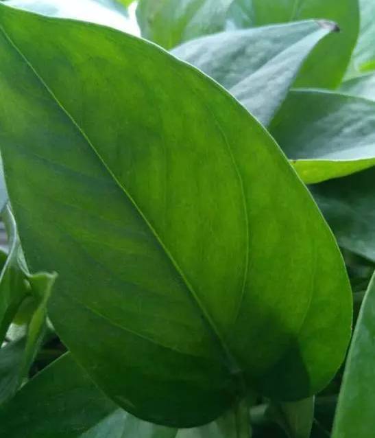 怎样养绿萝才能茂盛视频,屋内绿萝怎么养比较茂盛