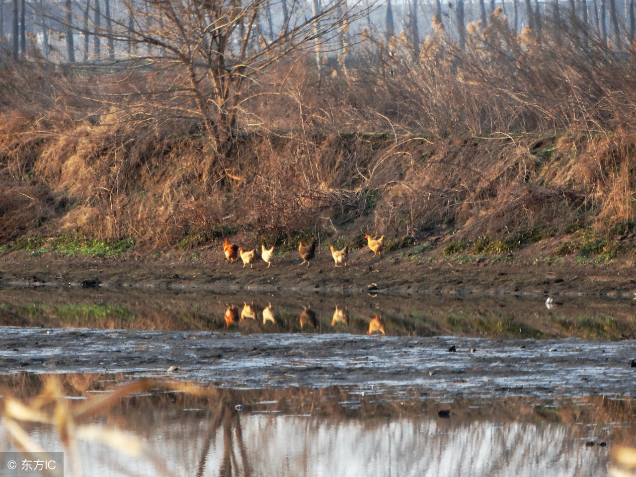农村养殖鸡怎么销售,鸡贩子收购土鸡怎么销售