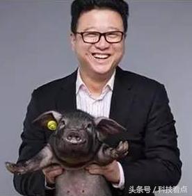 网易农业部养猪是真的吗？平头哥王兴不裁员你信吗？