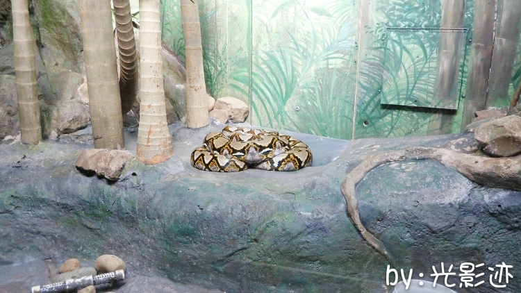 澳洲旅游必去动物园,澳洲动物园游记