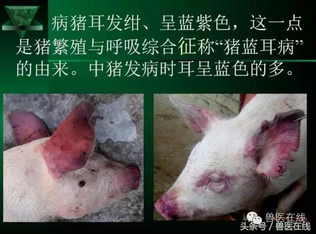 猪病兽医必看的蓝耳病现场诊断