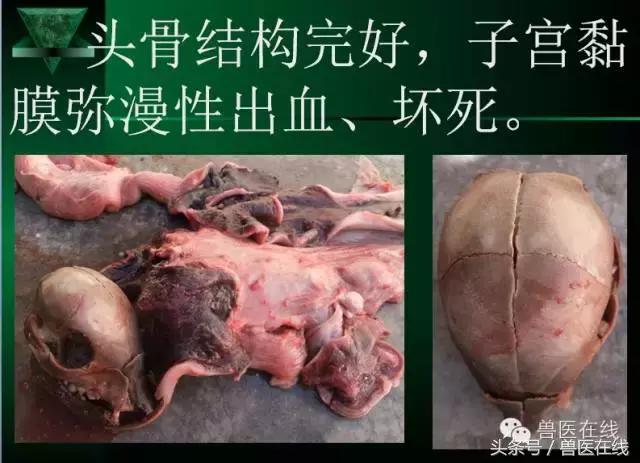 猪病兽医必看的蓝耳病现场诊断