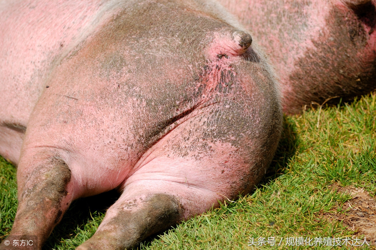 母猪在35天左右流产是什么原因,母猪两个月流产的原因