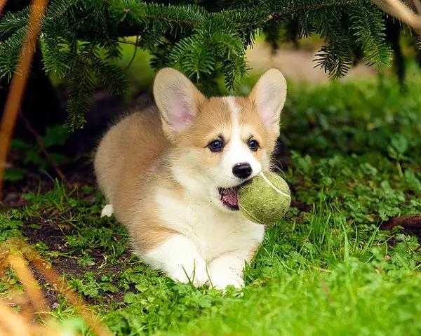 干货狗狗喂养知识合集,新手训练狗狗要用什么零食