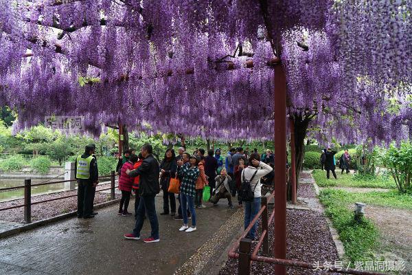 上海古藤园紫藤花是否开了,中国最大的紫藤园