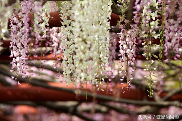 上海古藤园紫藤花是否开了,中国最大的紫藤园