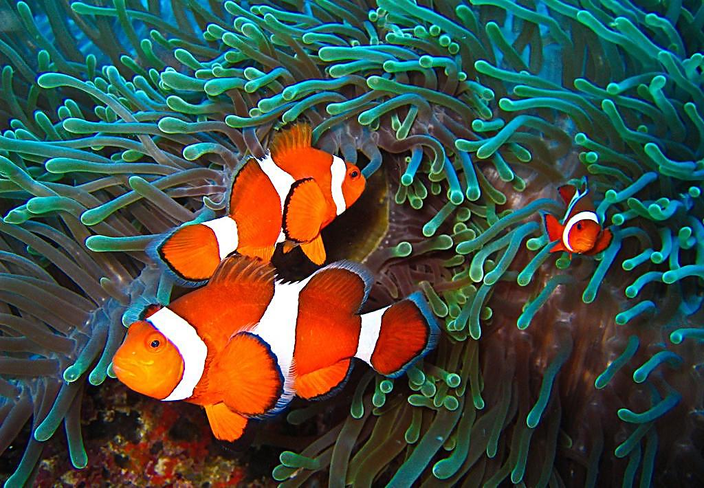 小丑鱼饲养方法,小丑炮弹鱼饲养