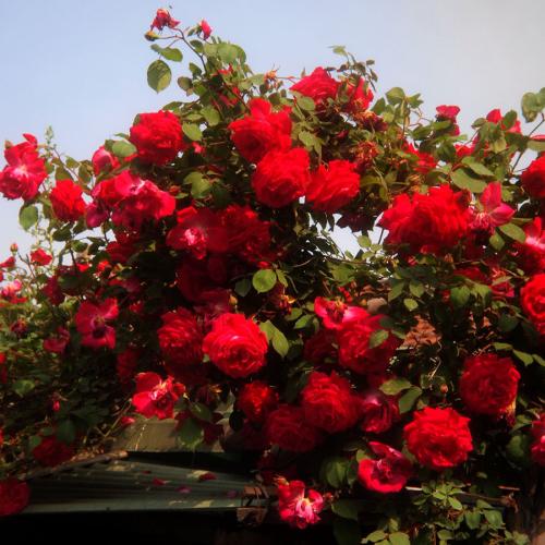 每一味草药的故事,每个中药背后都有一个故事