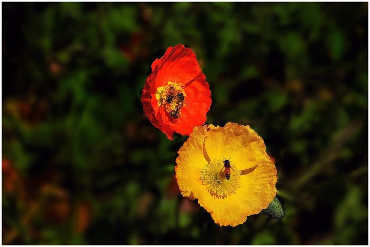 代表独特的花语的花是什么,什么花的花语是惊艳人心的呢