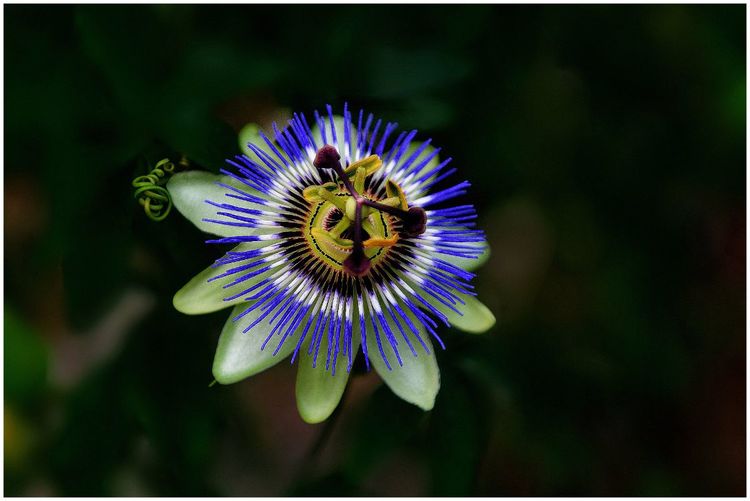 代表独特的花语的花是什么,什么花的花语是惊艳人心的呢