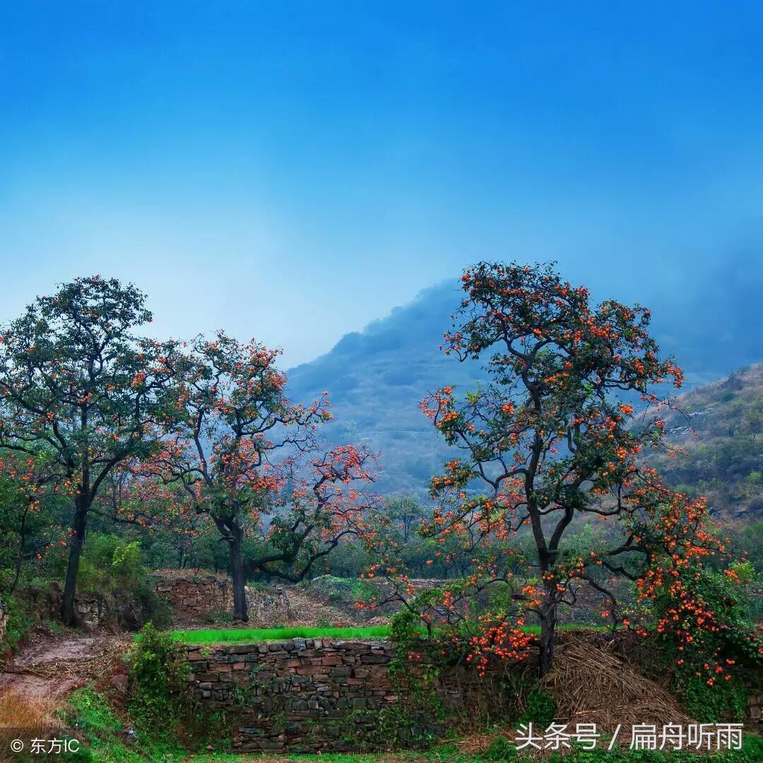 柿子红色的小山村,柿林村简介
