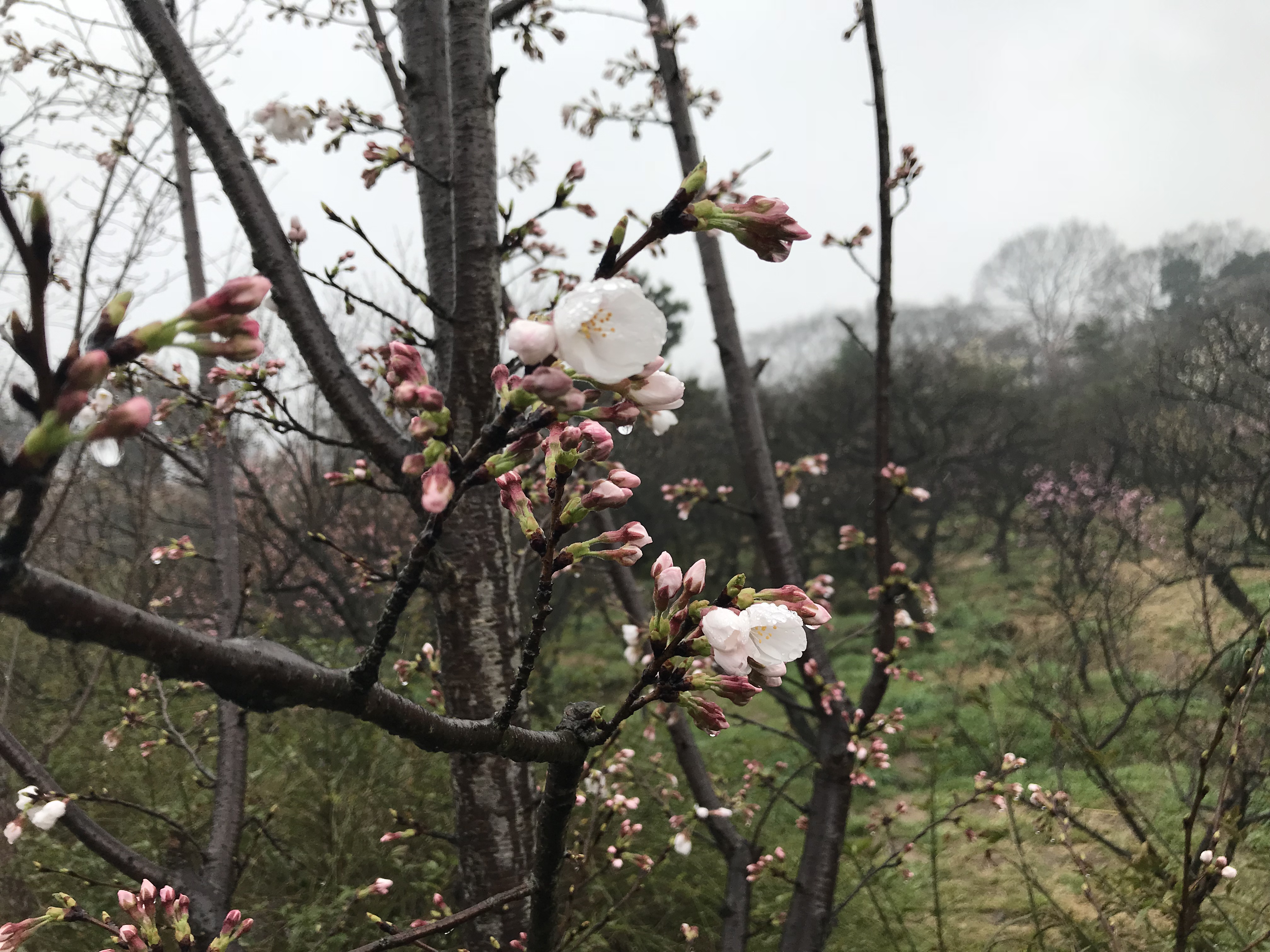 解酒效果很高的药,解酒护肝药物有用吗