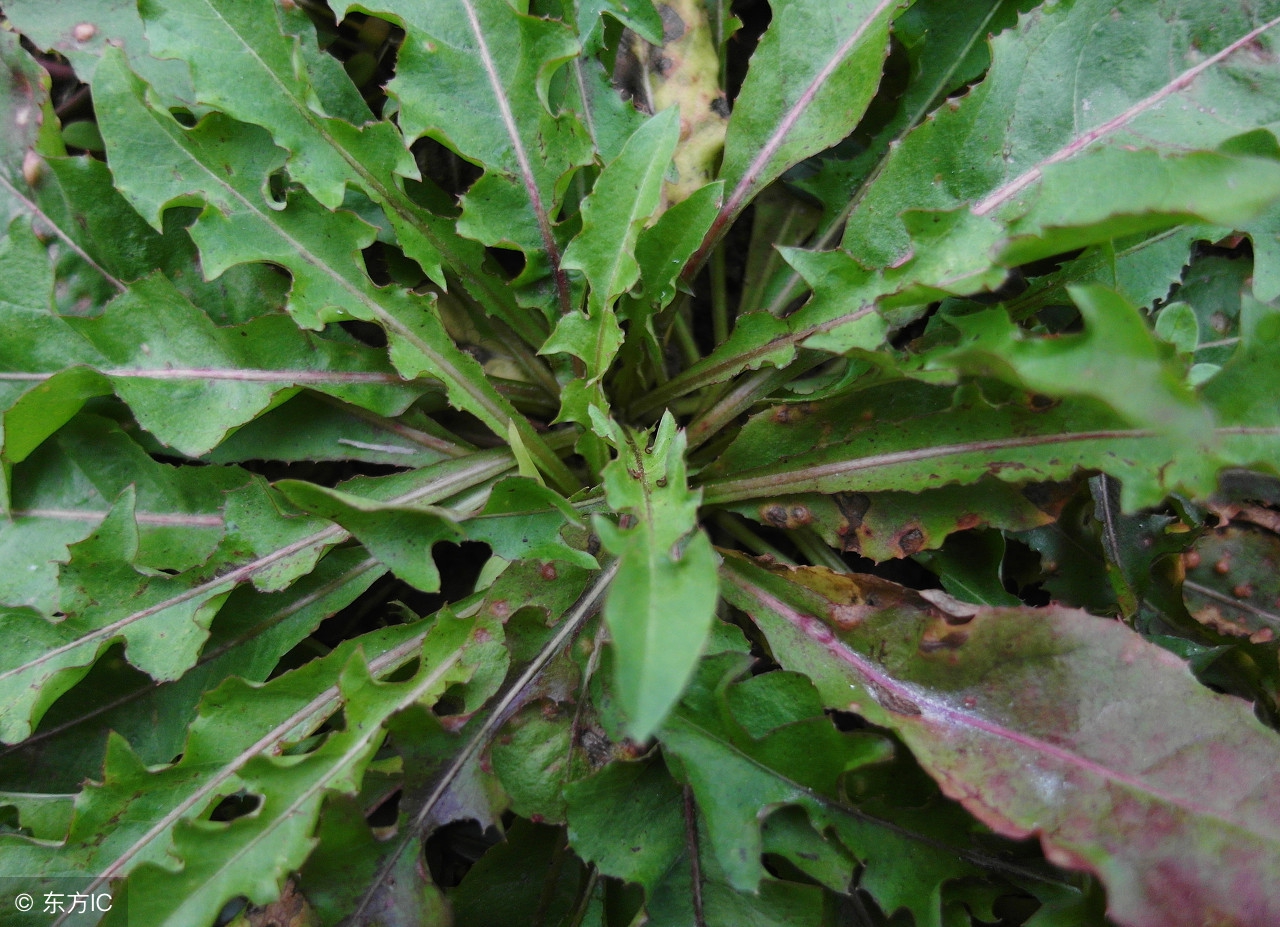 婆婆丁中医世家,婆婆丁清热解毒抗癌