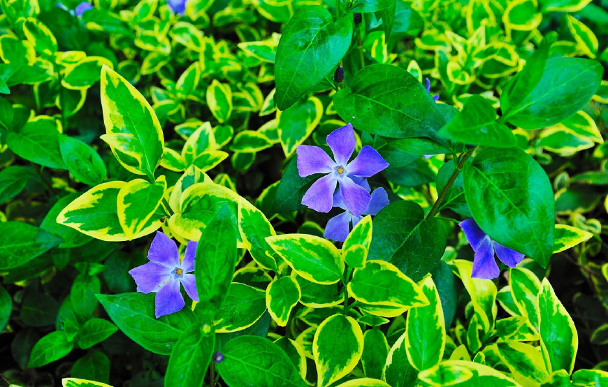 花叶蔓长春花和金边黄杨的区别,花叶蔓长春花耐寒多少度