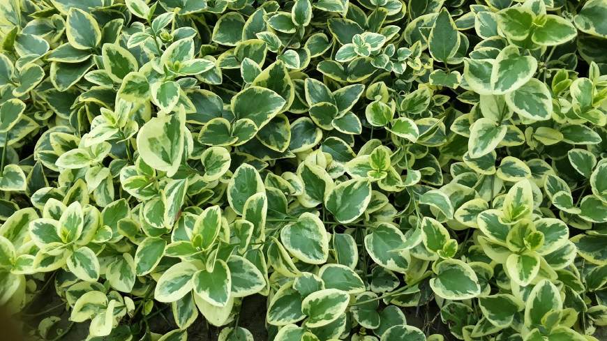 花叶蔓长春花和金边黄杨的区别,花叶蔓长春花耐寒多少度