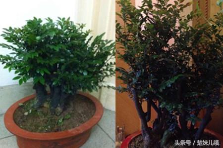 小叶紫檀手串怎么作假,小叶紫檀盆景真假如何鉴别