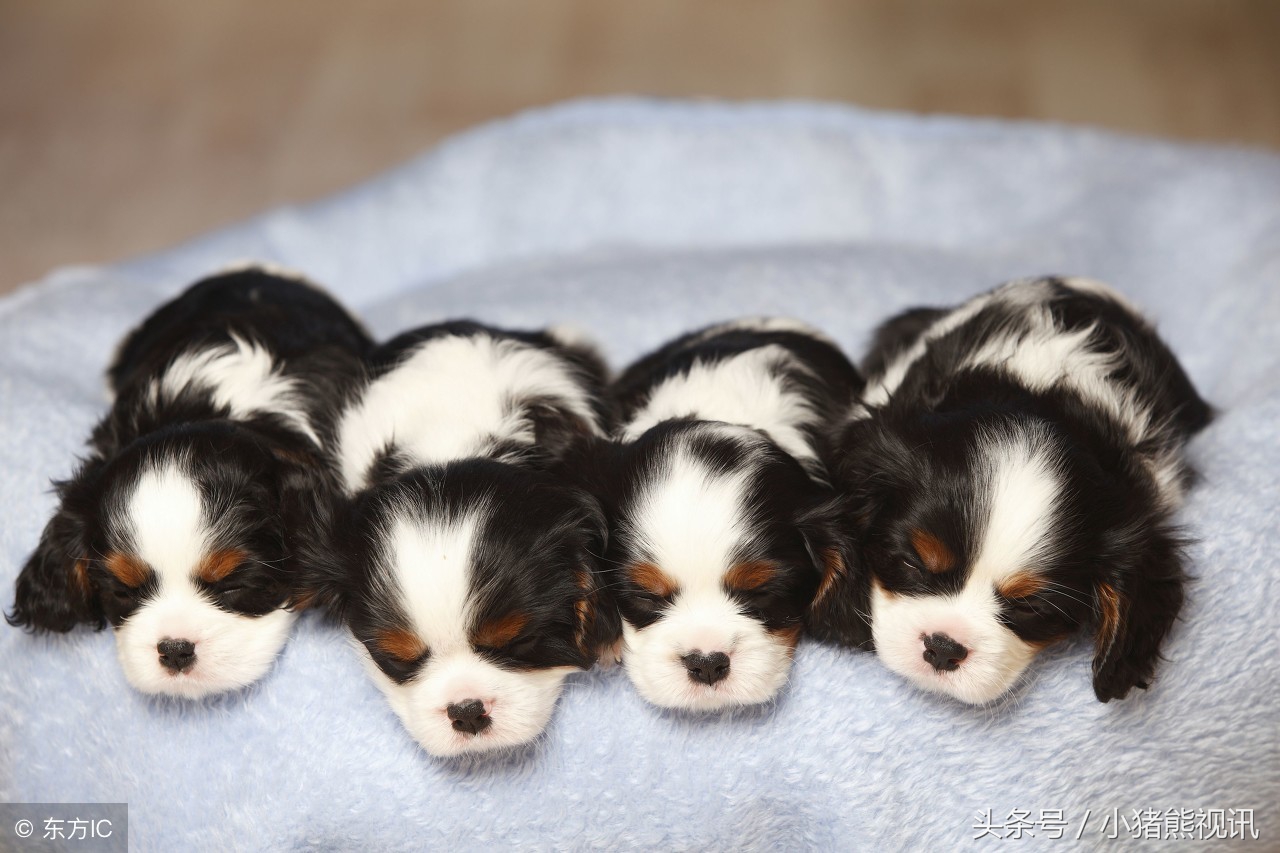 给狗狗配种要卡好合适的发情时间点，主人们得注意了