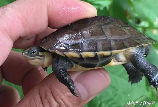 石金钱龟颜色及投资价值的关系