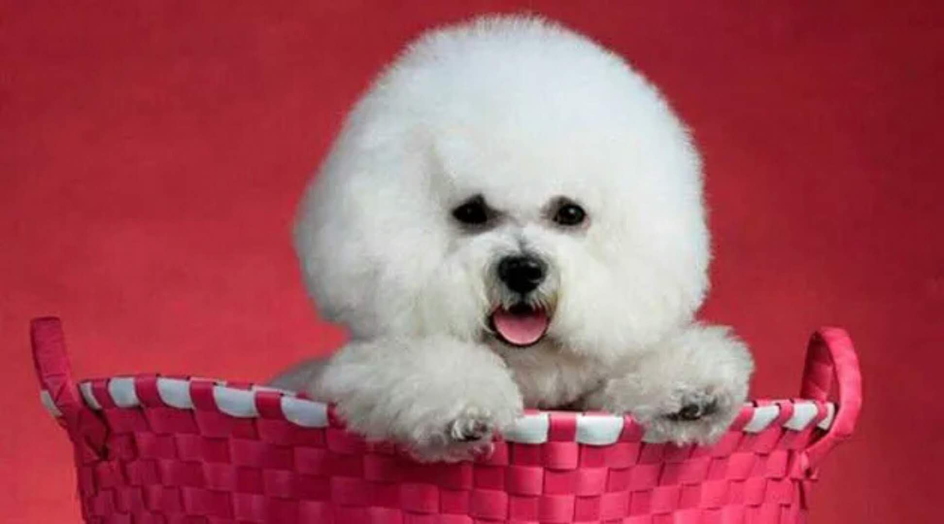 比熊犬咬人怎么训犬,比熊犬训犬视频大全