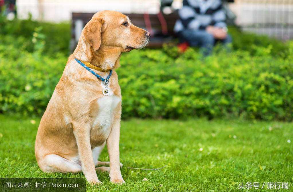 小狗视频可爱超萌金毛犬,金毛最可爱的小狗