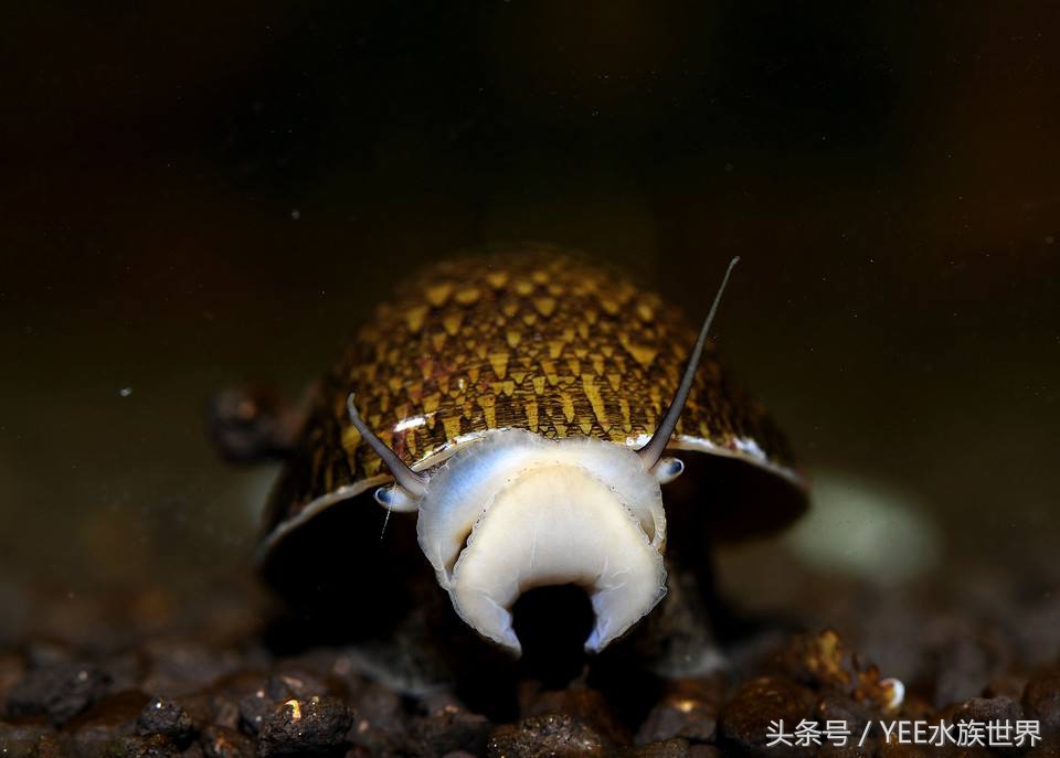 草缸除藻最好的螺,草缸内的螺