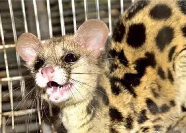 小灵猫类动物,小灵猫学名