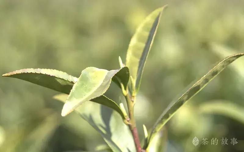 茶叶杀青中的杀青是什么意思啊,茶叶杀青如何控制杀青温度