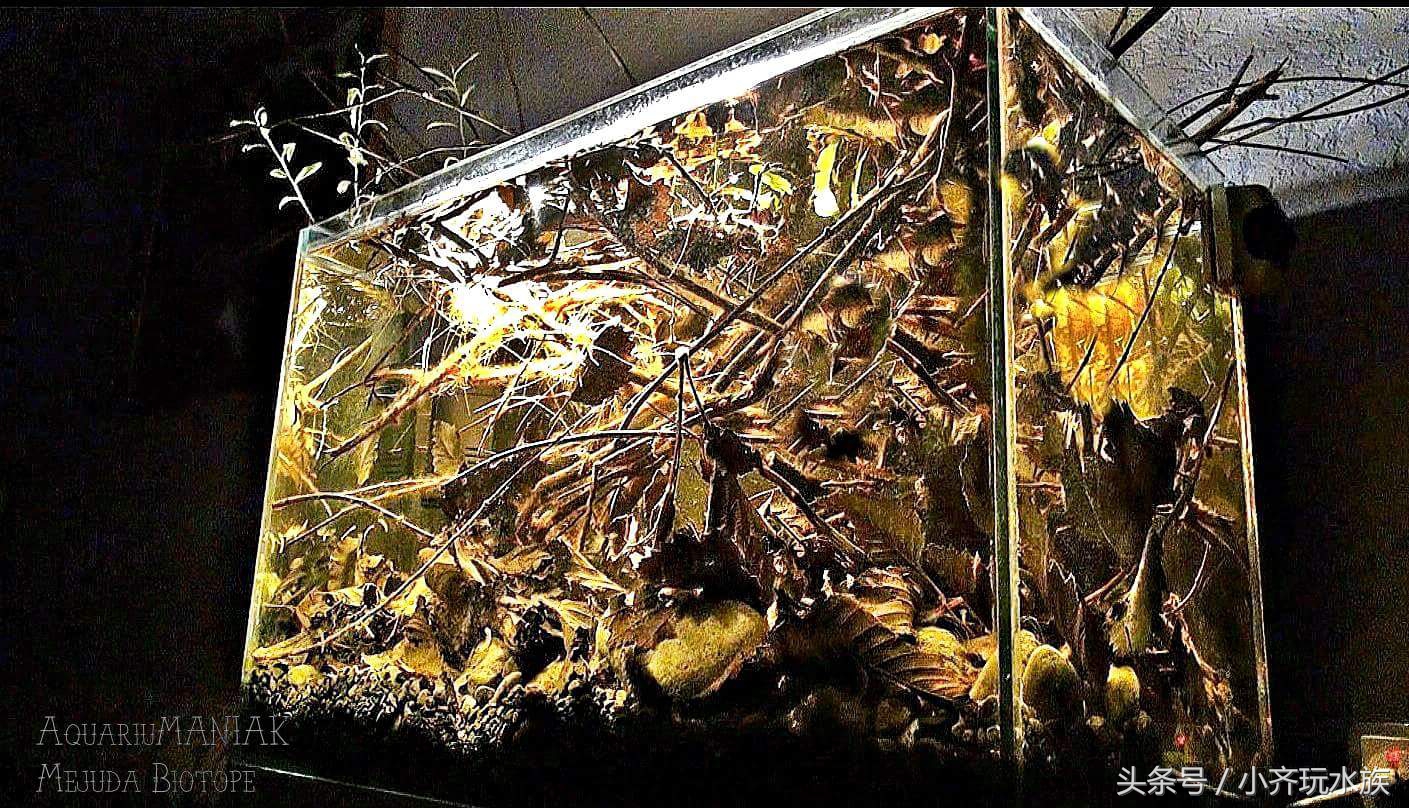 120厘米原生缸开缸教程,简单原生缸开缸新手