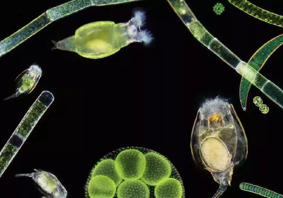 养泥鳅致富卖多少钱一斤,养殖普通泥鳅多少钱一斤