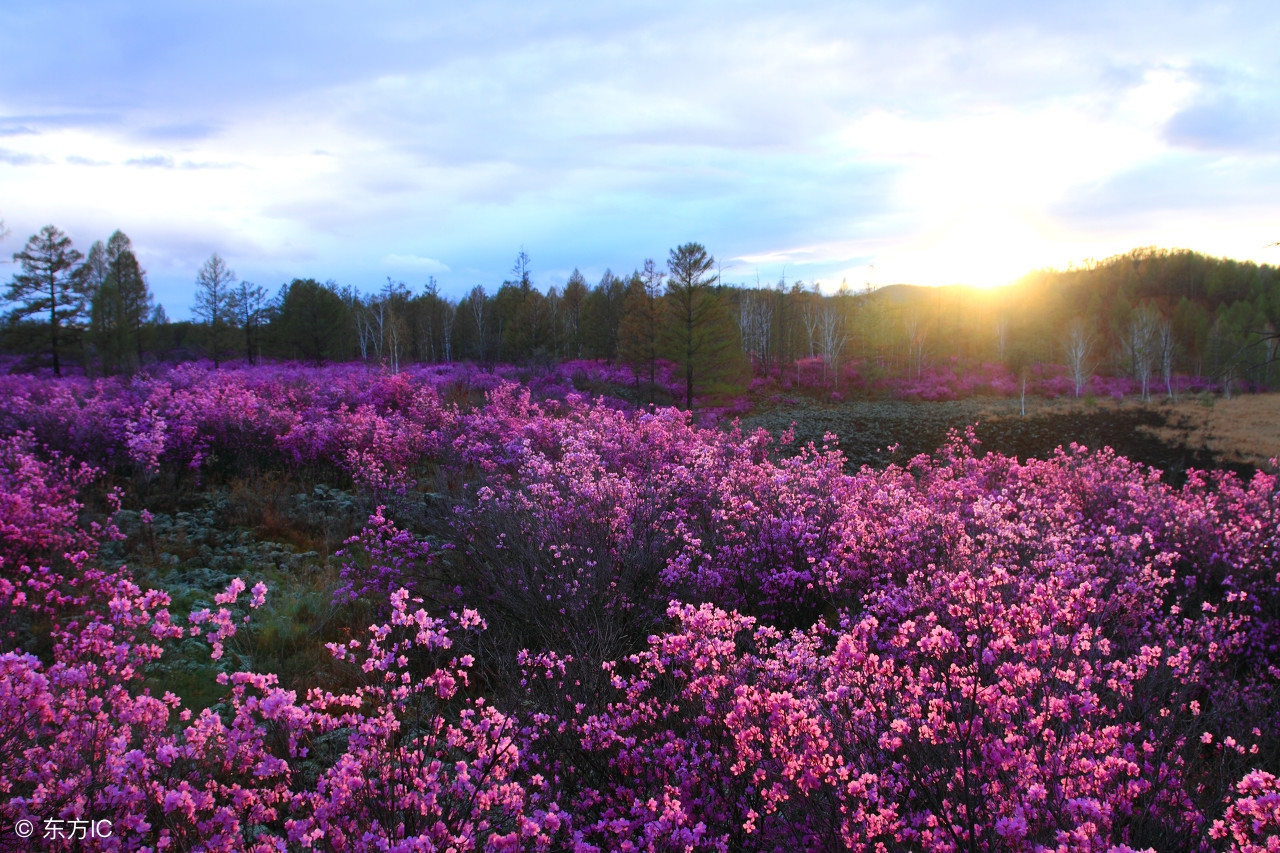 漠河杜鹃花风景图片,感受漠河白桦林的气息和美景