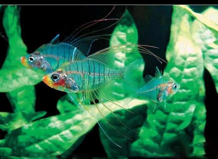 水兰水草养殖,水草养殖技巧