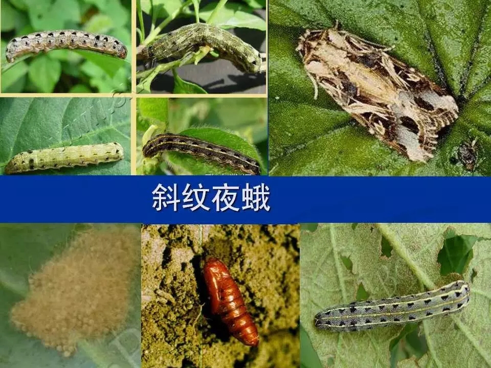 重庆室内常见害虫,储粮害虫常见图片