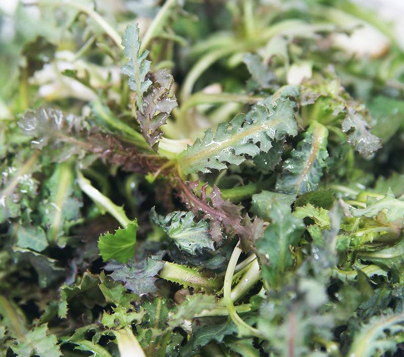 婆婆丁是蒲公英的别名,婆婆丁的学名是蒲公英吗