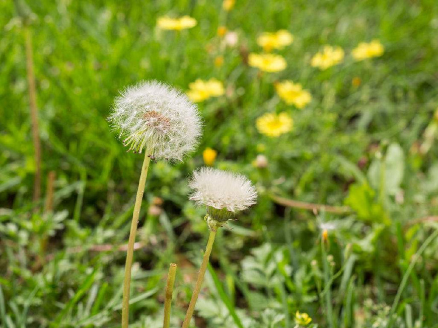 婆婆丁是蒲公英的别名,婆婆丁的学名是蒲公英吗