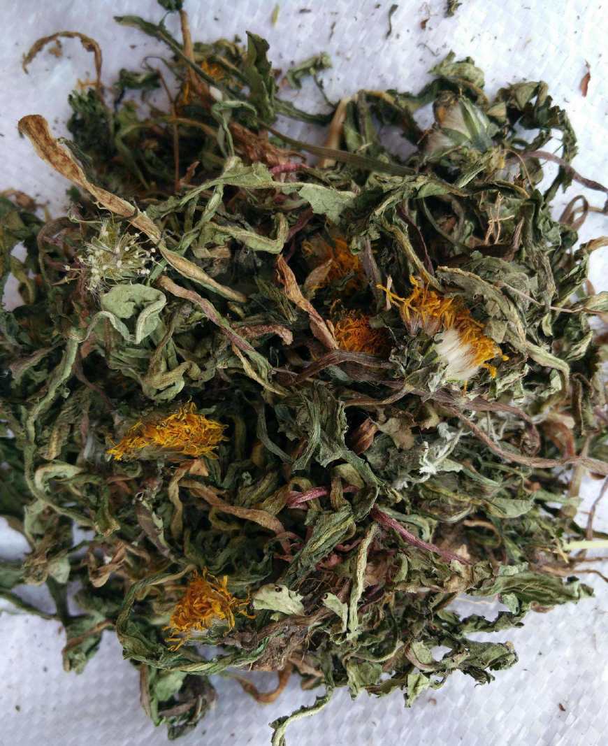 婆婆丁是蒲公英的别名,婆婆丁的学名是蒲公英吗