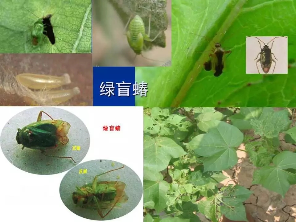 重庆室内常见害虫,储粮害虫常见图片