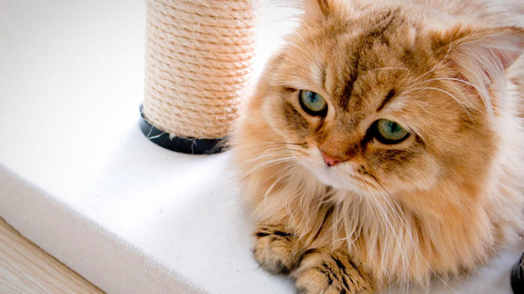 猫咪的7大怪癖你知道多少,猫咪都有哪些奇怪的癖好