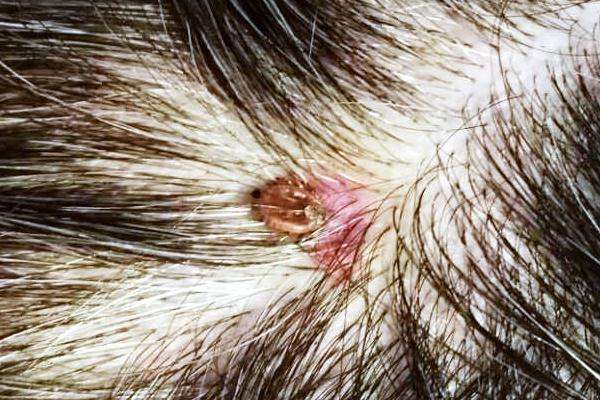 小孩头上有个包一摸会动的,小孩头上的包会动