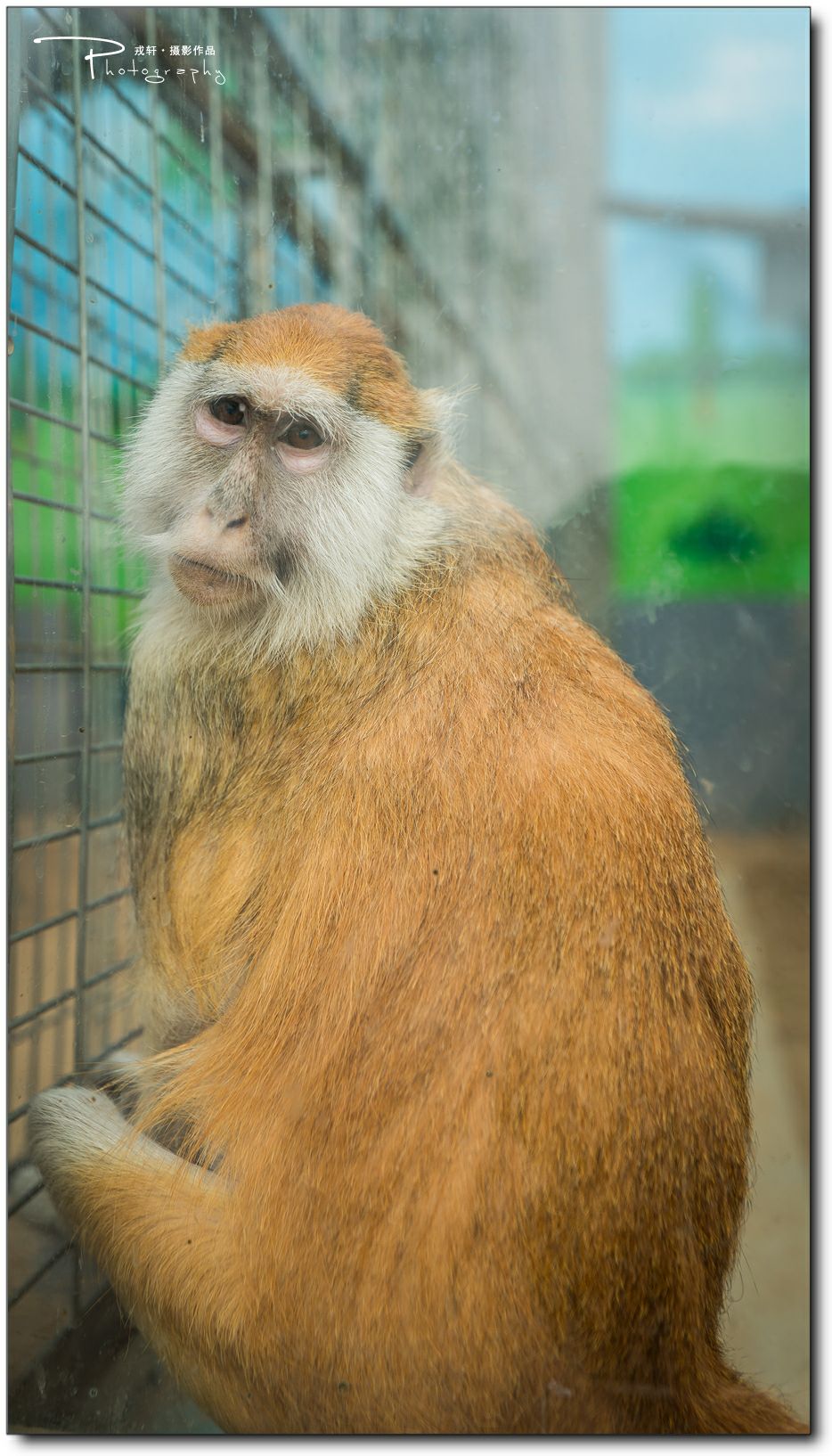 鍔ㄧ墿鍥悓瀹犳涔愬,鍔ㄧ墿鍥噹鐢熷姩鐗╃伅鍏夌