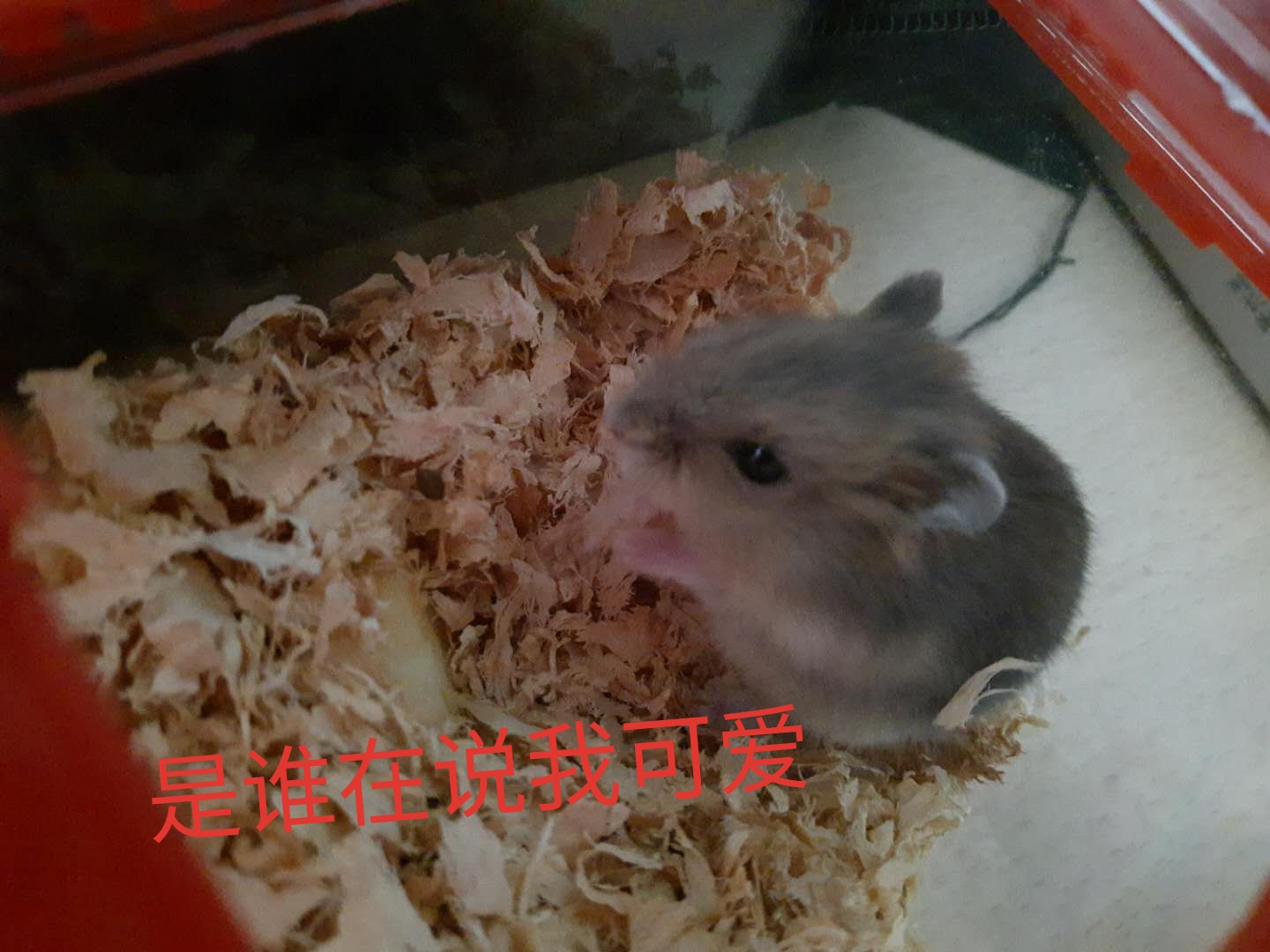 家里多新成员,毛绒绒小动物仓鼠